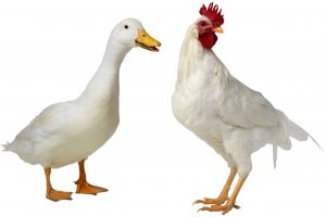chicken and duck